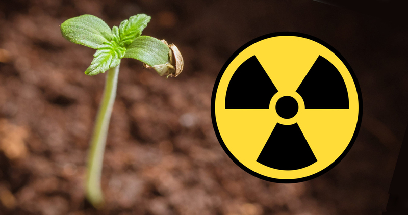 Hemp-and-the-Decontamination-of-Radioactive-Soil-4k-1920x1013.jpg